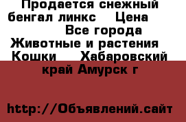 Продается снежный бенгал(линкс) › Цена ­ 25 000 - Все города Животные и растения » Кошки   . Хабаровский край,Амурск г.